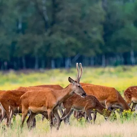 Op Unieke Locatie De Kronkel Op De Veluwe *