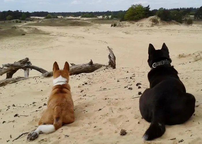Op Unieke Locatie De Kronkel Op De Veluwe Gasthuis Hoog Soeren