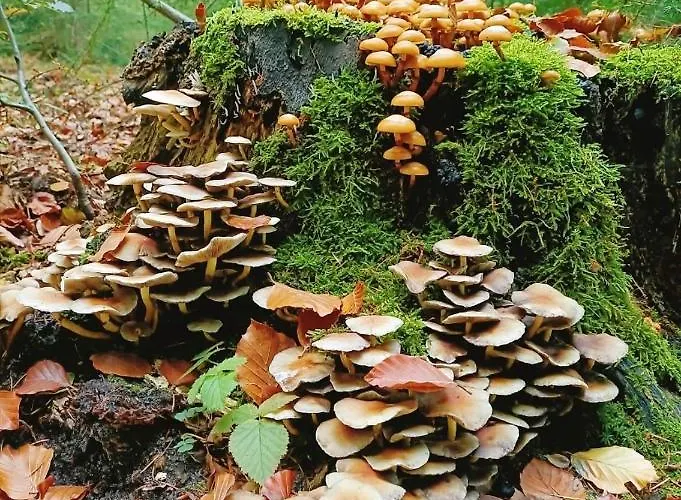 Gasthuis Op Unieke Locatie De Kronkel Op De Veluwe
