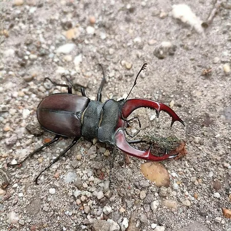 게스트하우스 Op Unieke Locatie De Kronkel Op De Veluwe