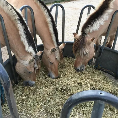 게스트하우스 Op Unieke Locatie De Kronkel Op De Veluwe