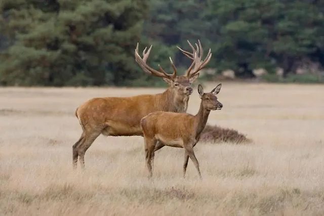 Pensión Op Unieke Locatie De Kronkel Op De Veluwe 3*
