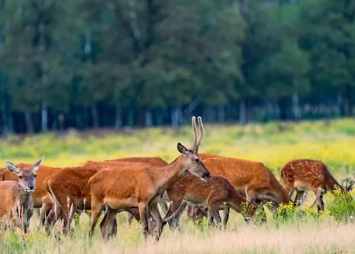 Op Unieke Locatie De Kronkel Op De Veluwe 3*