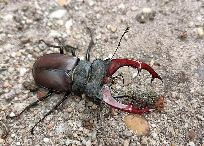 Pensión Op Unieke Locatie De Kronkel Op De Veluwe