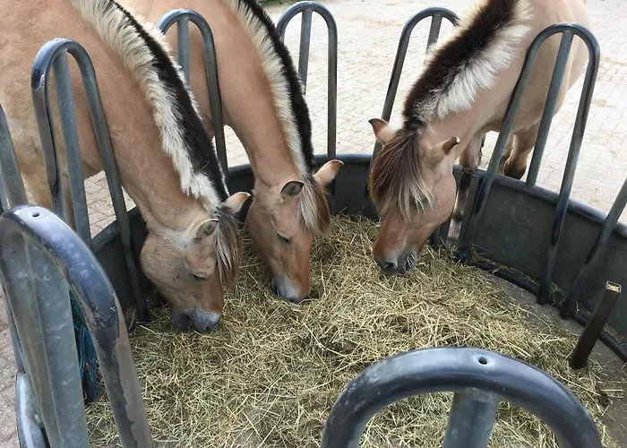 Pensión Op Unieke Locatie De Kronkel Op De Veluwe